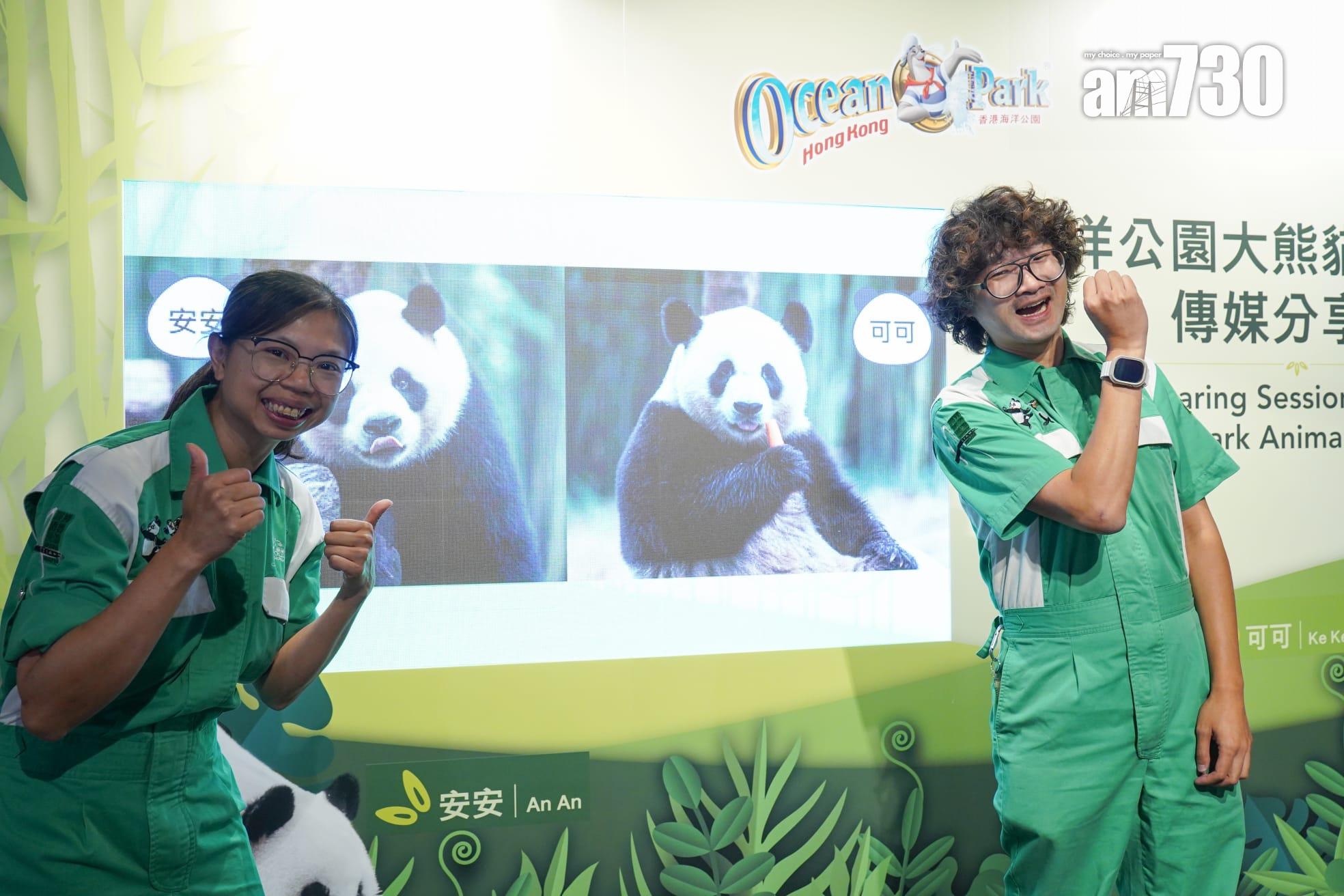 大熊貓安安可可抵港一周 逐步適應香港環境 料最快12月中與巿民見面 (吳康琦攝)
