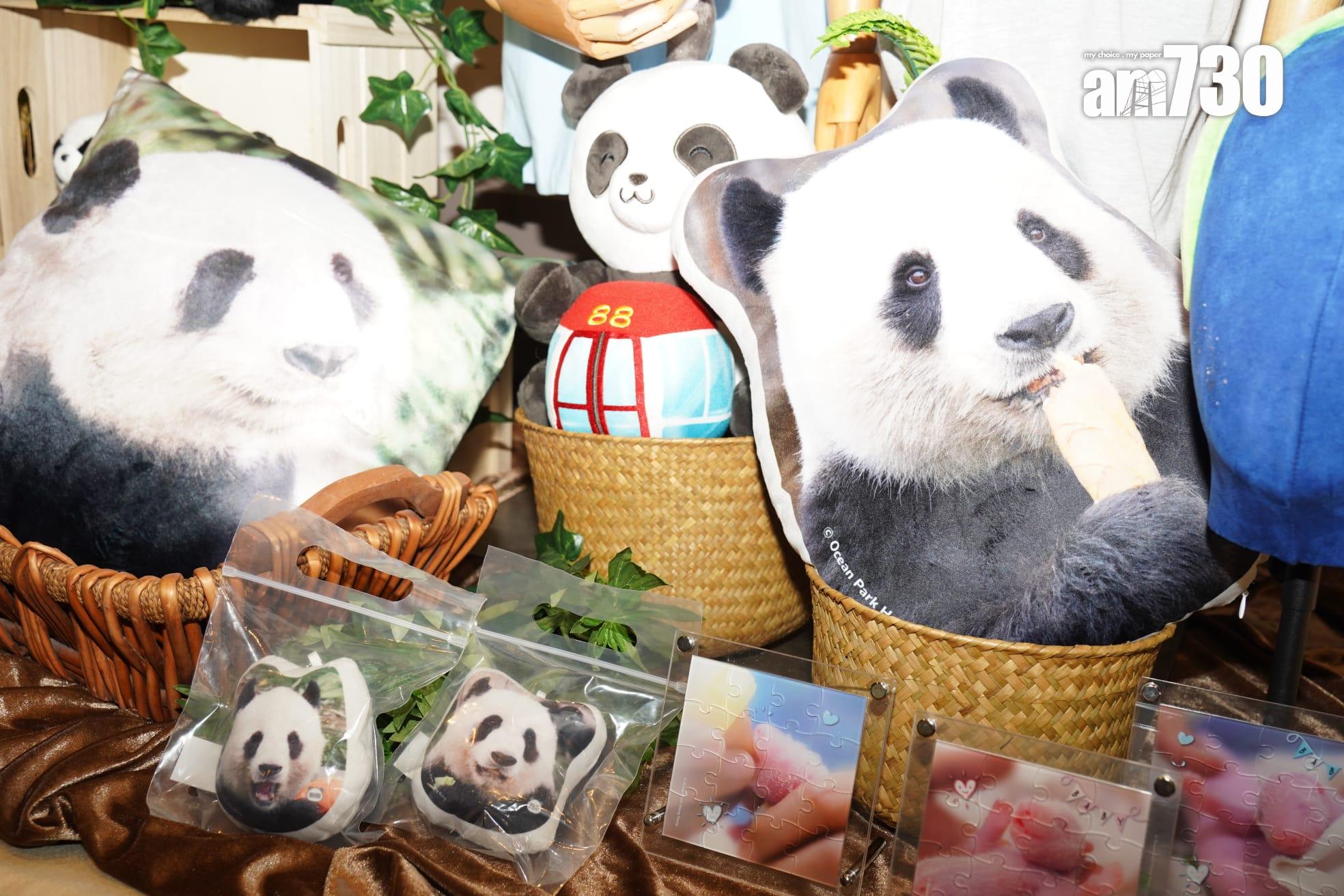 大熊貓安安可可狀態穩定 逐漸適應新環境 (資料圖片)