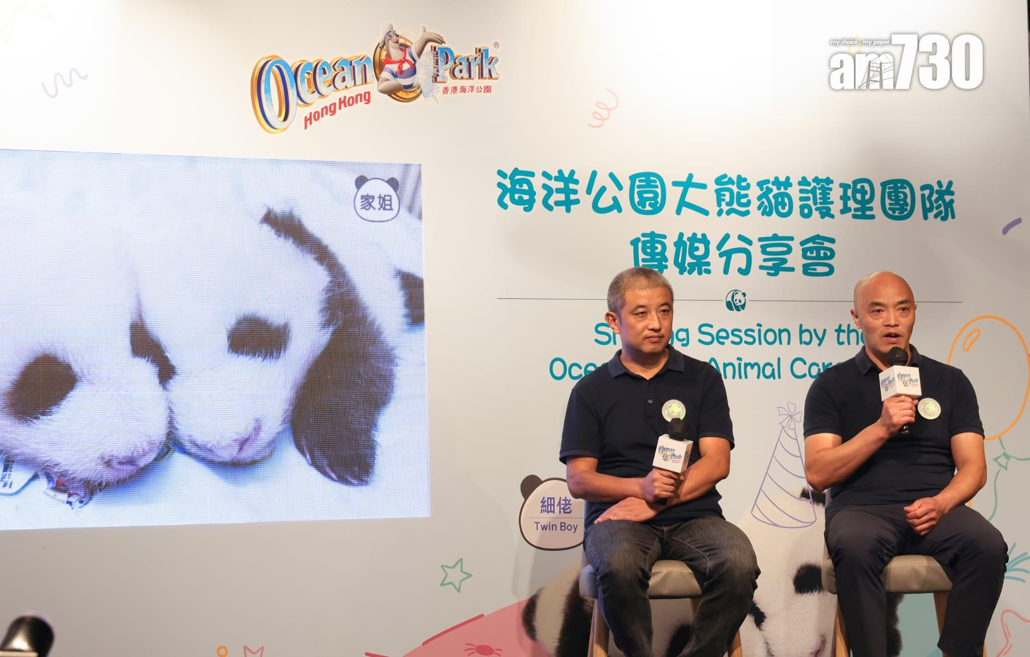 大熊貓龍鳳胎已開眼,預計農曆新年前後可與公眾見面。(吳康琦攝)