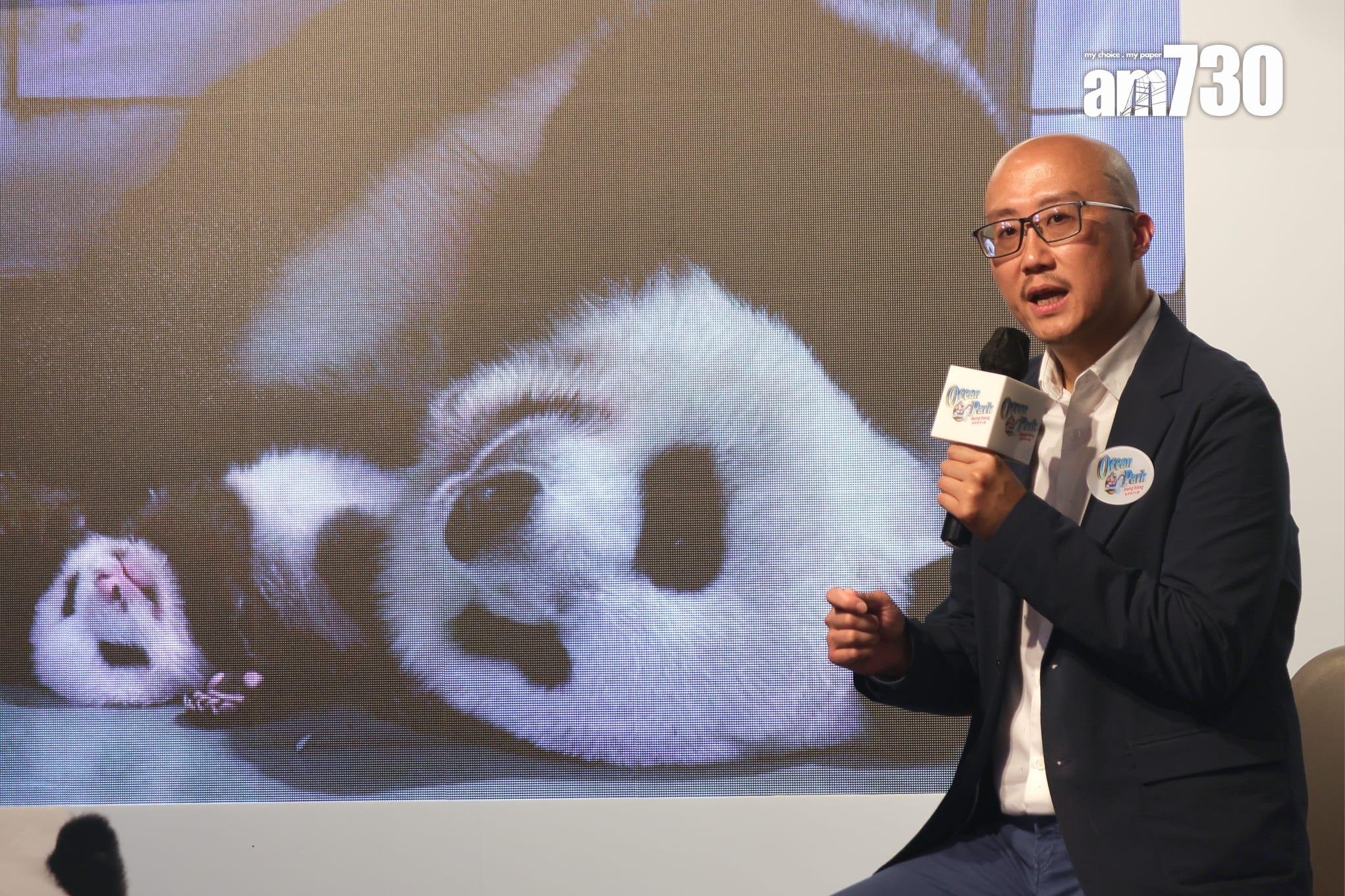 大熊貓龍鳳胎已開眼,預計農曆新年前後可與公眾見面。(吳康琦攝)