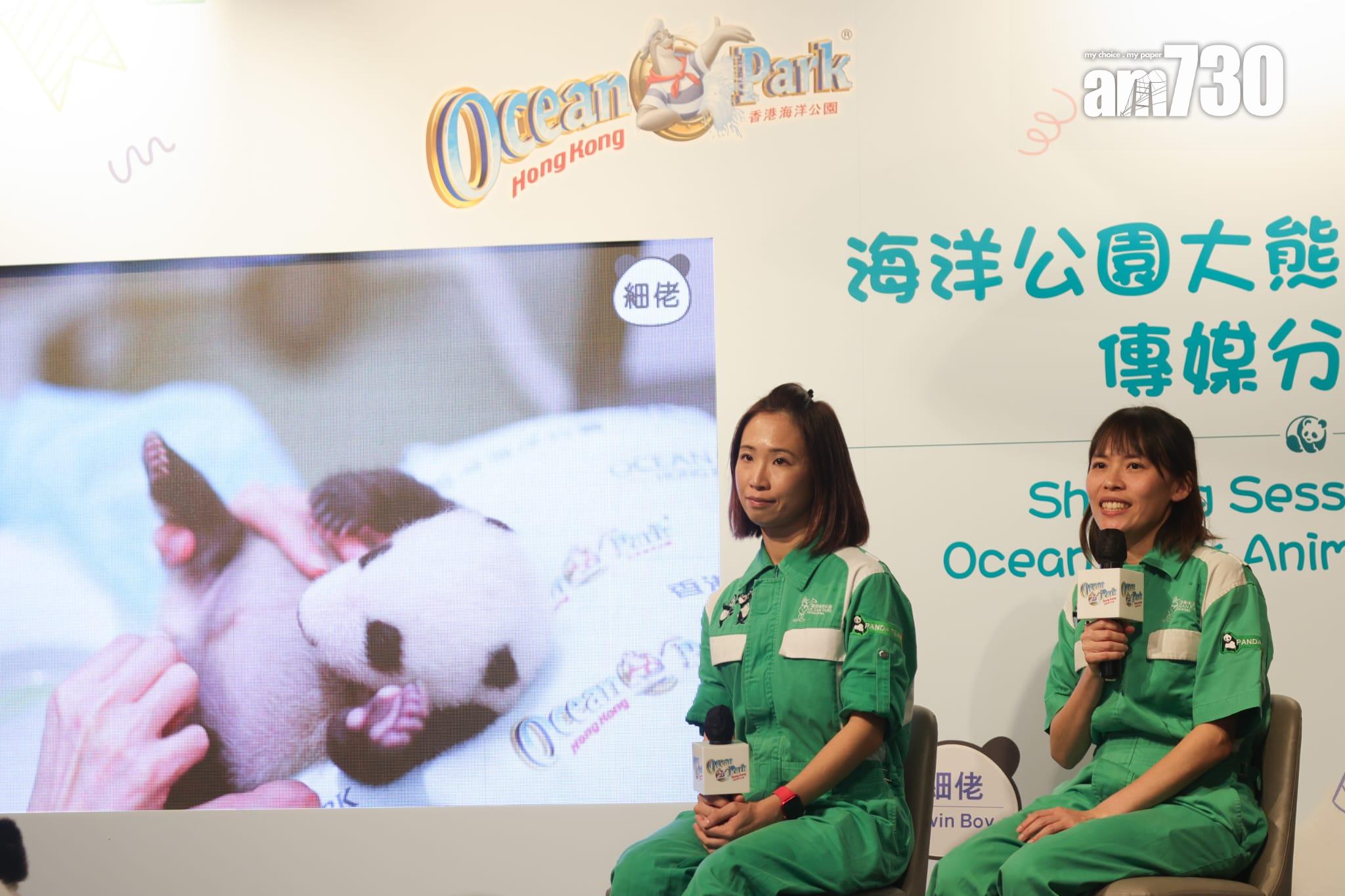 大熊貓龍鳳胎已開眼,預計農曆新年前後可與公眾見面。(吳康琦攝)