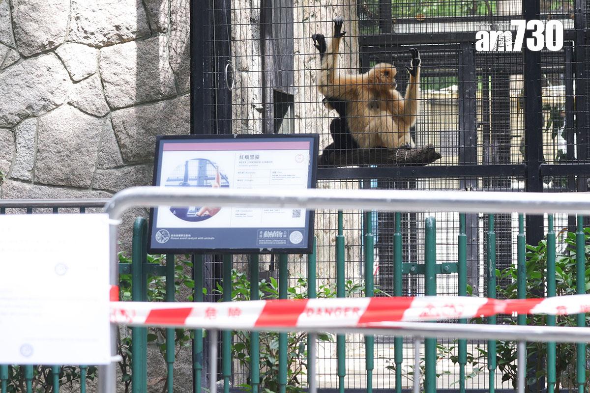 香港動植物公園近期接連有猴子死亡。(資料圖片/吳康琦攝)