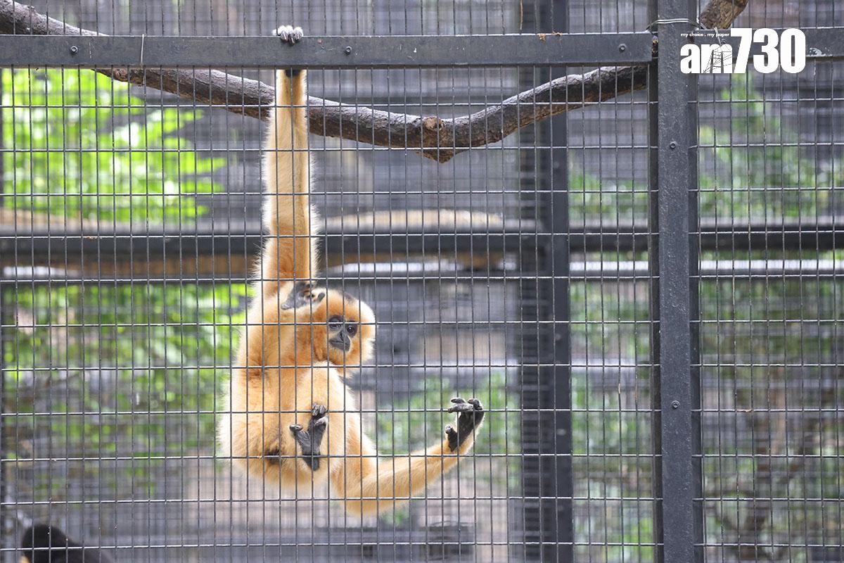 香港動植物公園近期接連有猴子死亡。(資料圖片/吳康琦攝)