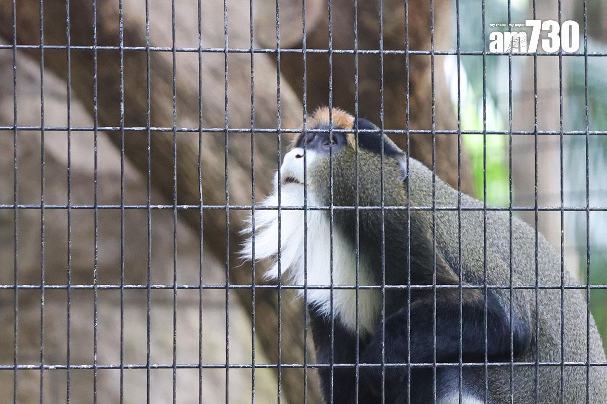 香港動植物公園近期接連有猴子死亡。(資料圖片/吳康琦攝)