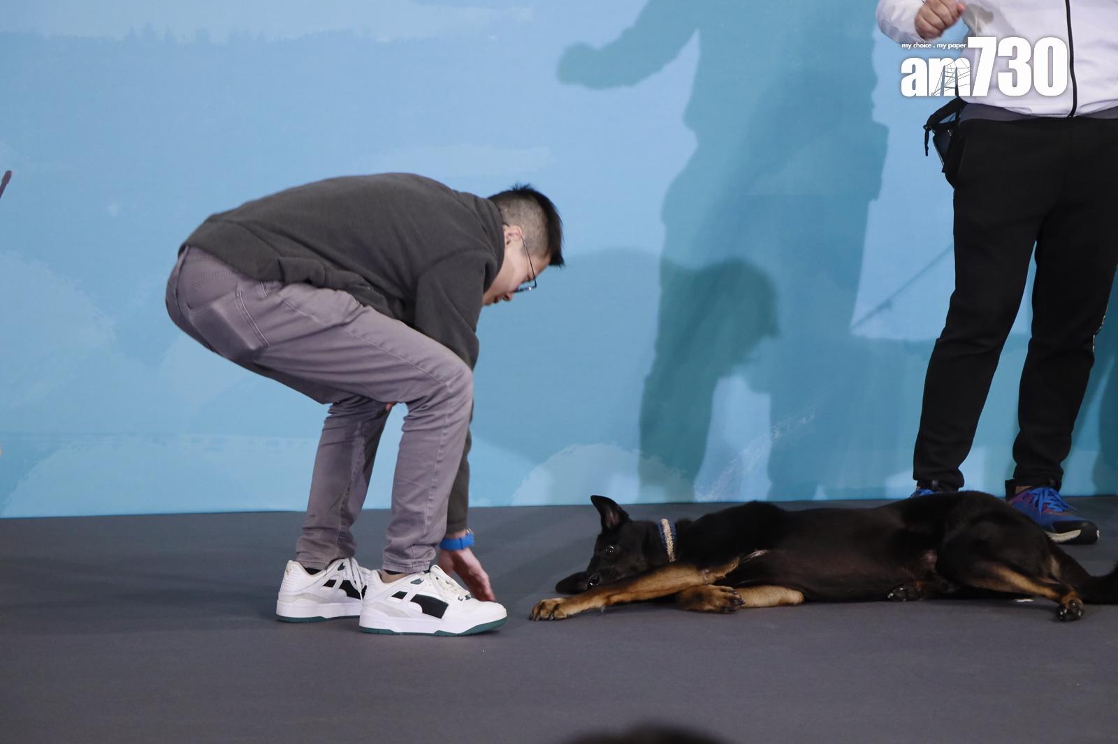 《得寵先生》的狗演員Jaguar(男仔),示範扮死。(娛樂組攝)