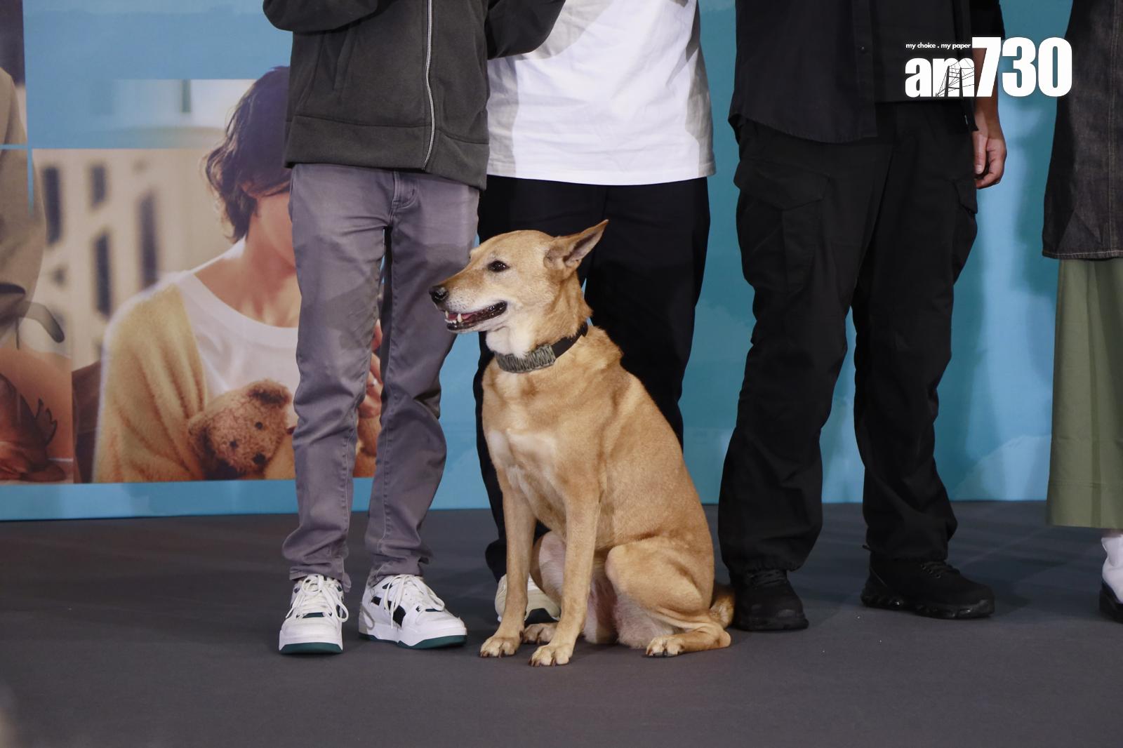 《得寵先生》的兩隻狗演員都有現身首映禮,黃色唐狗Obbie(女仔),負責狗主角「燒腩」動作演員。(娛樂組攝)