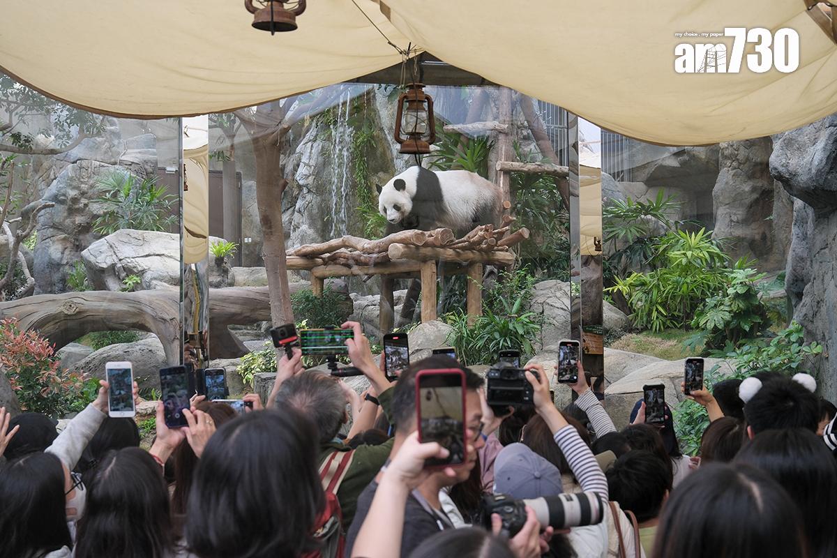 海洋公園為大熊貓龍鳳胎寶寶舉行「百日慶」活動。(資料圖片/中新社)