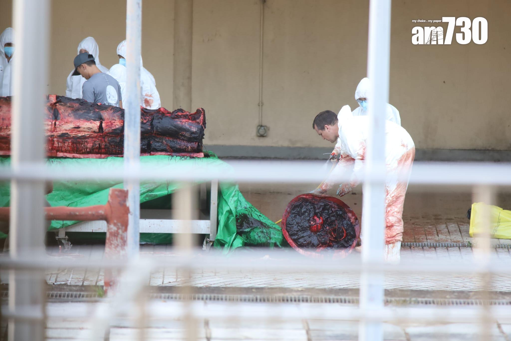 大澳鯨魚擱淺|身體虛弱凌晨零時死亡 屍體運至海岸公園管理站解剖 (鍾式明攝)