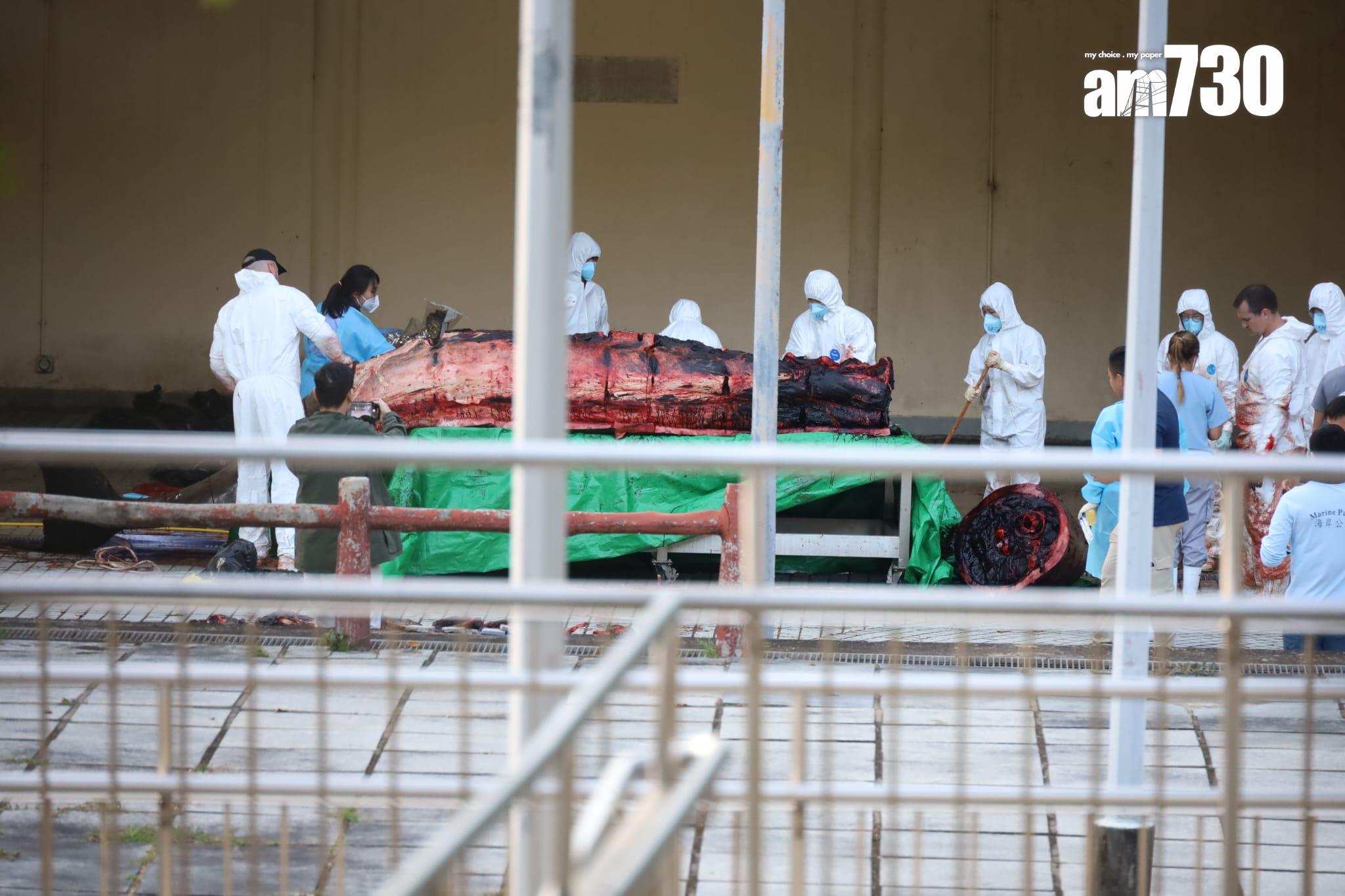 大澳鯨魚擱淺|身體虛弱凌晨零時死亡 屍體運至海岸公園管理站解剖 (鍾式明攝)