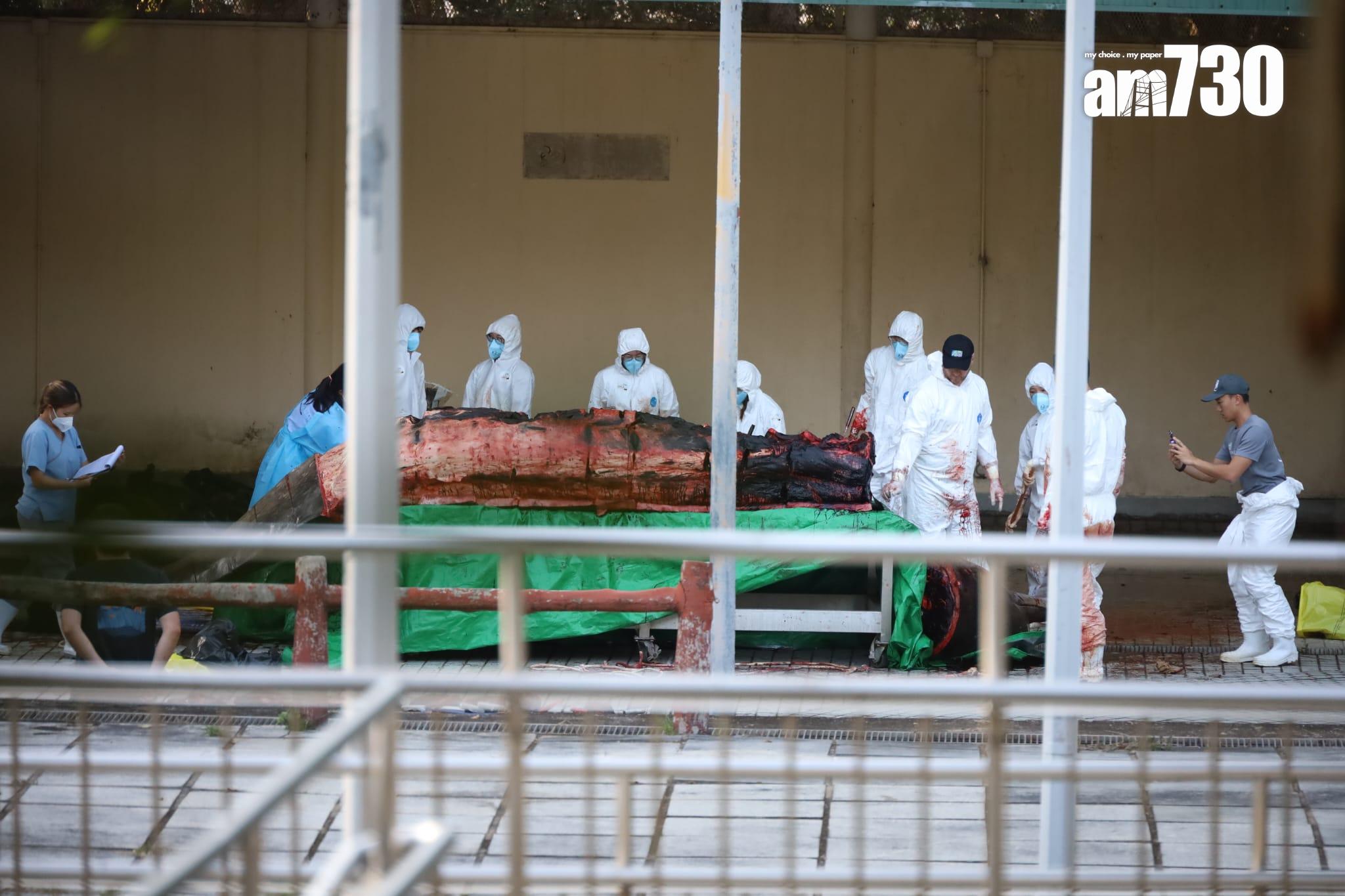 大澳鯨魚擱淺|身體虛弱凌晨零時死亡 屍體運至海岸公園管理站解剖 (鍾式明攝)