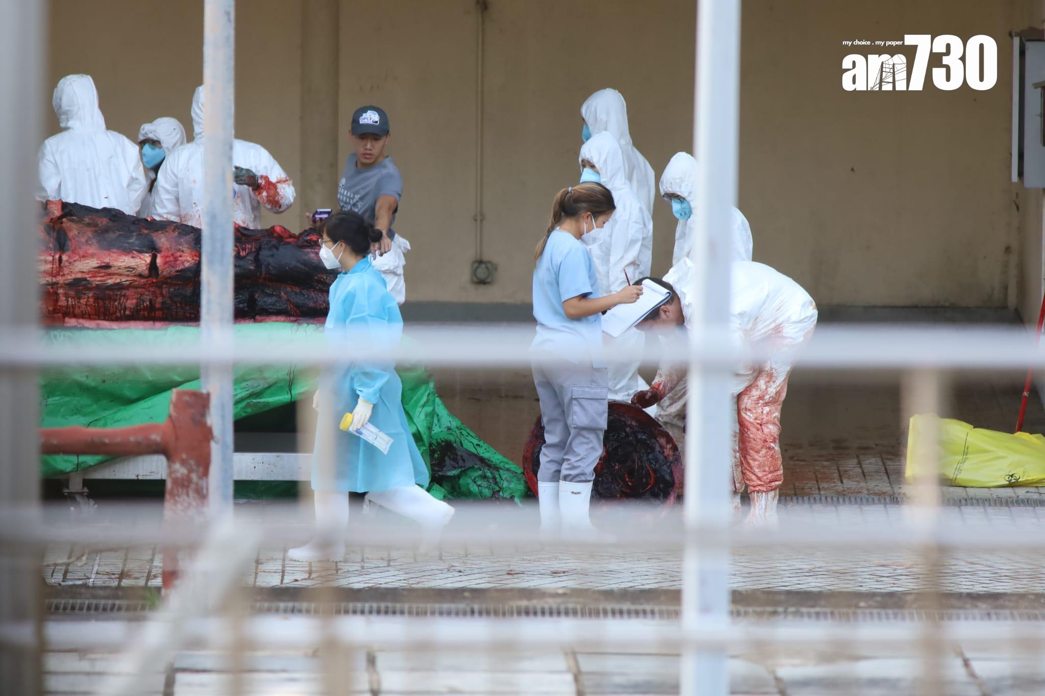 大澳鯨魚擱淺|身體虛弱凌晨零時死亡 屍體運至海岸公園管理站解剖 (鍾式明攝)