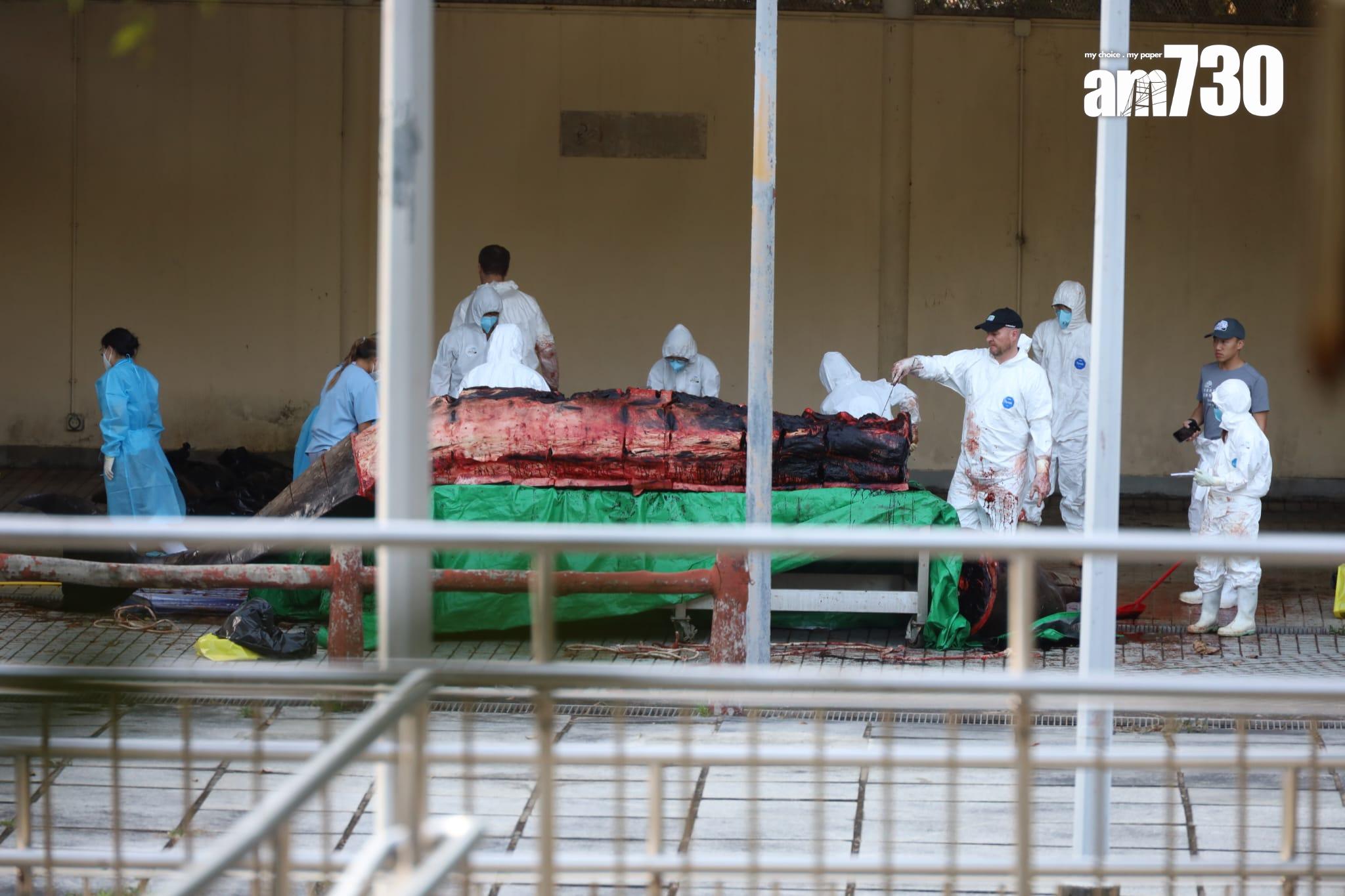 大澳鯨魚擱淺|身體虛弱凌晨零時死亡 屍體運至海岸公園管理站解剖 (鍾式明攝)