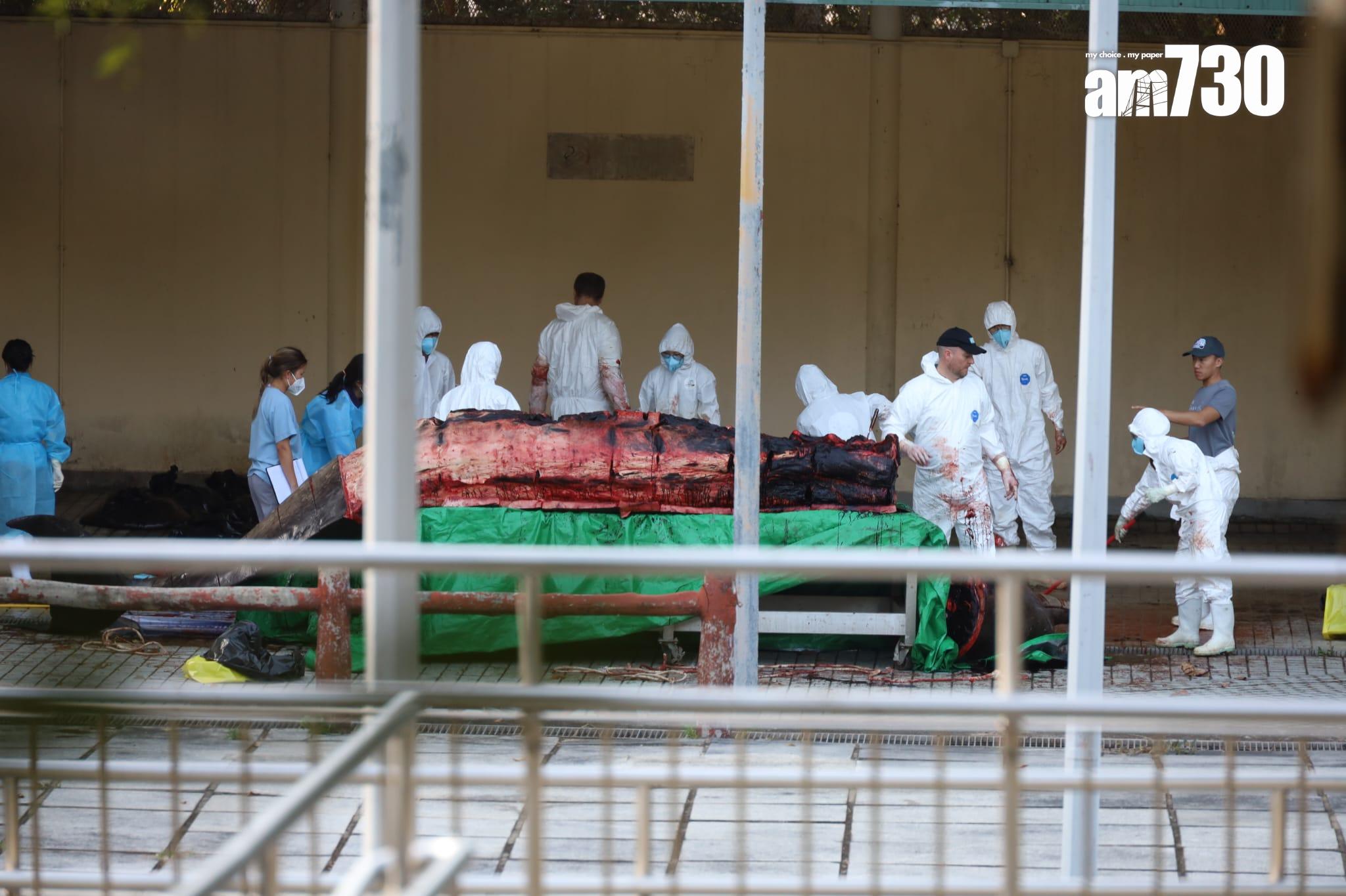 大澳鯨魚擱淺|身體虛弱凌晨零時死亡 屍體運至海岸公園管理站解剖 (鍾式明攝)