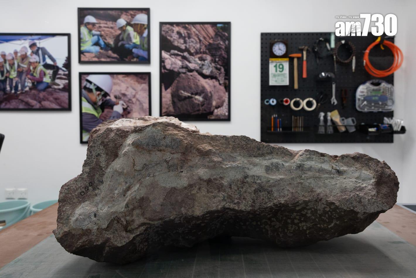 探知館新設「恐龍會客室」 展示專家清修港產恐龍化石 (蘇文傑攝)