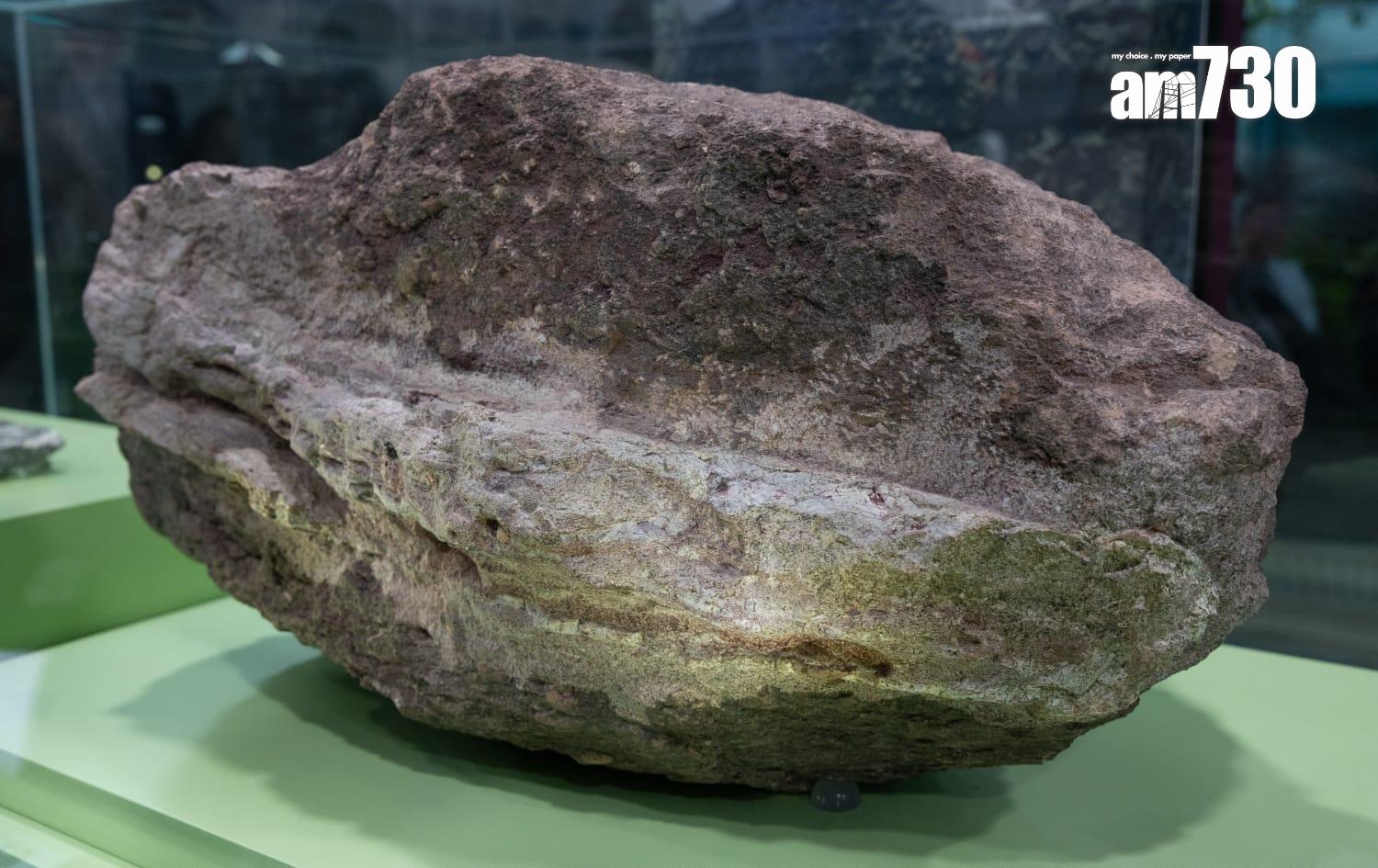 探知館新設「恐龍會客室」 展示專家清修港產恐龍化石 (蘇文傑攝)