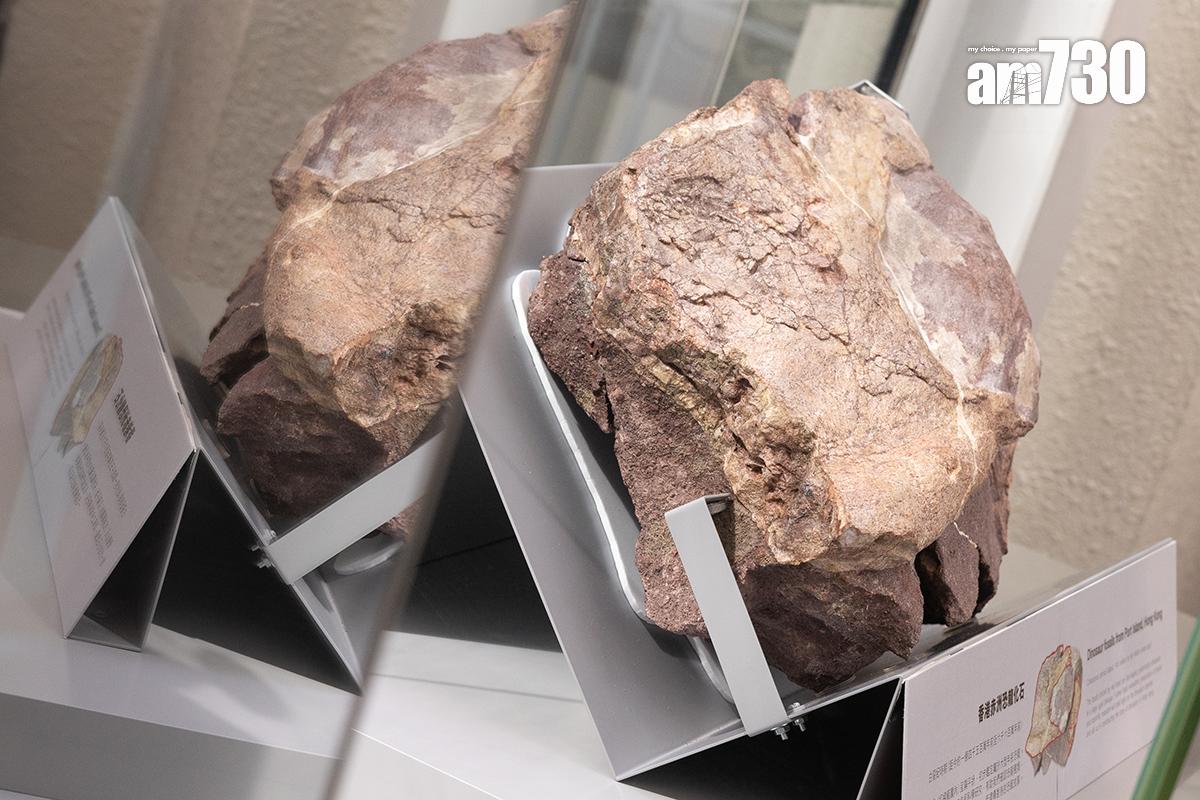香港文物探知館向公眾展出香港恐龍化石。(資料圖片/蘇文傑攝)