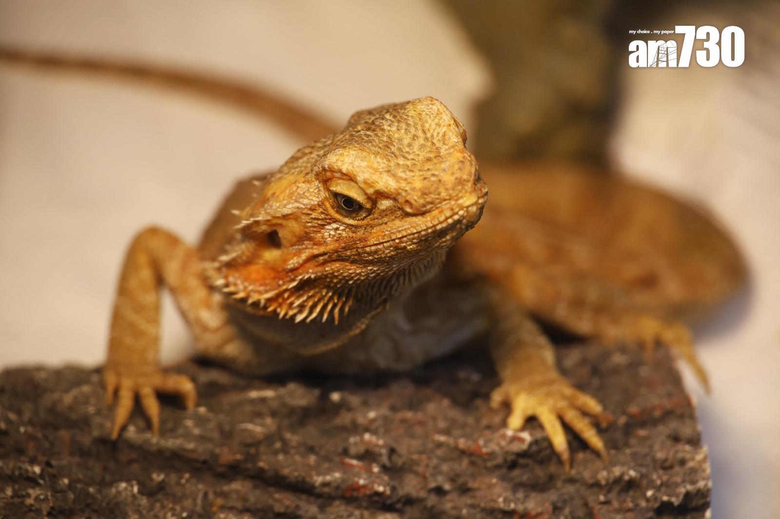 龍年較多人飼養的蜥蜴若出現棄養潮,將對領養中心造成壓力(林俊源攝)