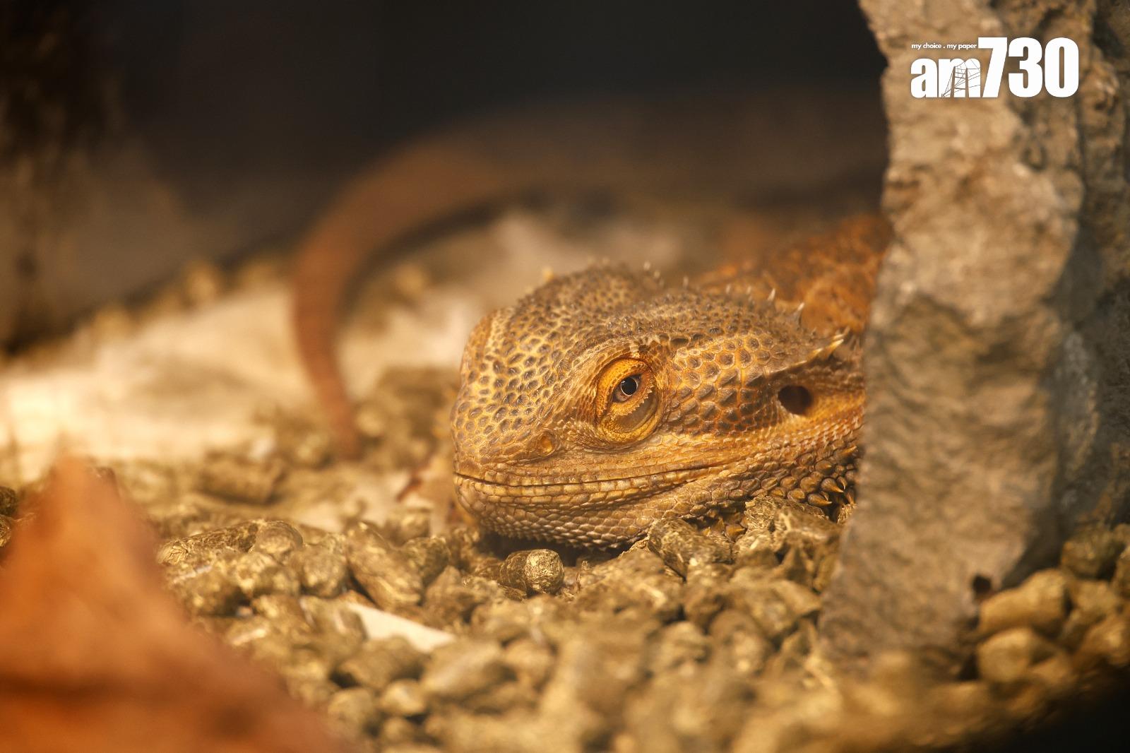 龍年較多人飼養的蜥蜴若出現棄養潮,將對領養中心造成壓力(林俊源攝)