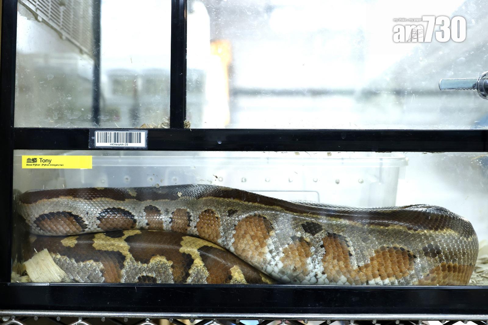 血蠎不能領養,被棄養後只能長居領養中心(林俊源攝)
