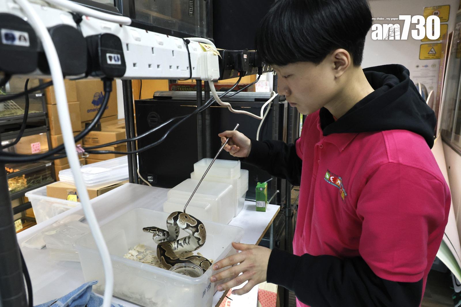 義工Layton表示,飼養蛇需控制溫度和濕度,若濕度不足,將影響蛇蛻皮(林俊源攝)