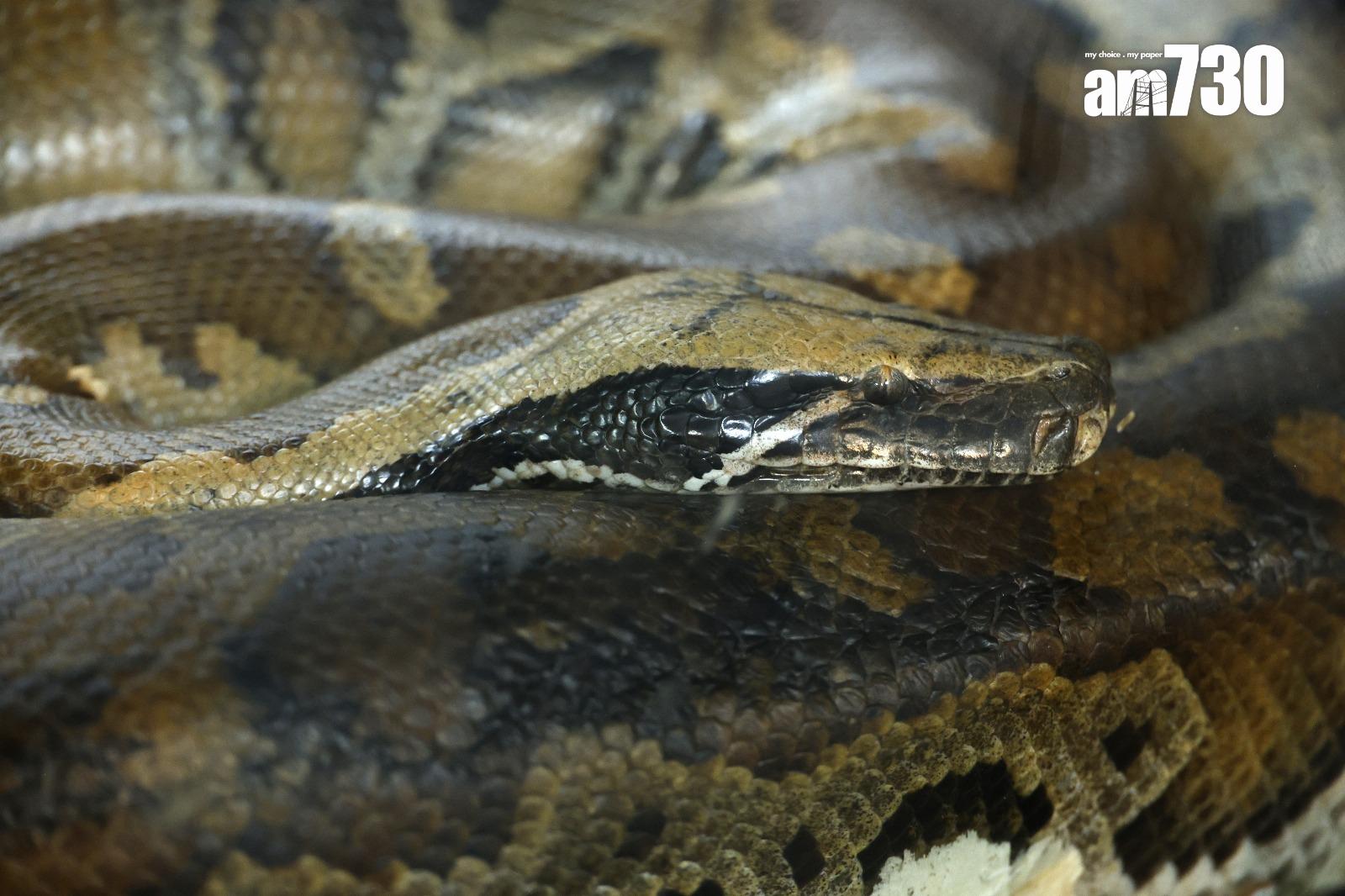 蛇有不同脾性,飼主應熟習了解(林俊源攝)