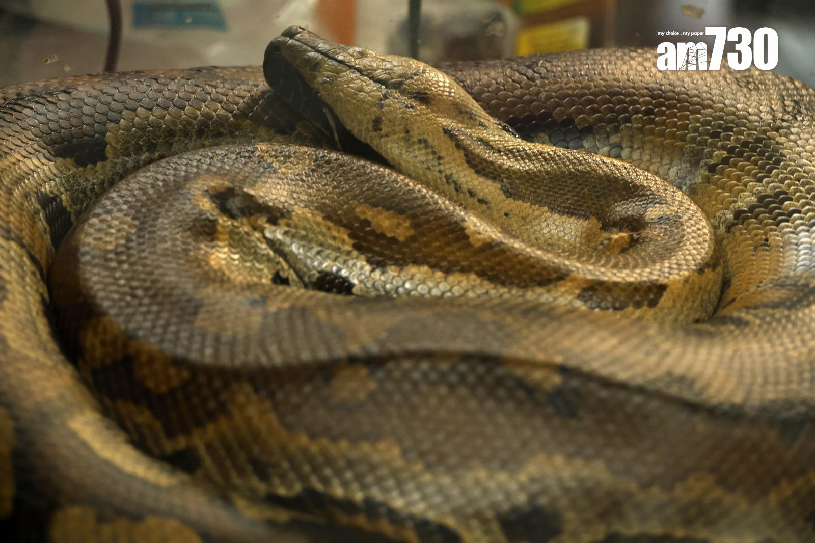 蛇有不同脾性,飼主應熟習了解(林俊源攝)