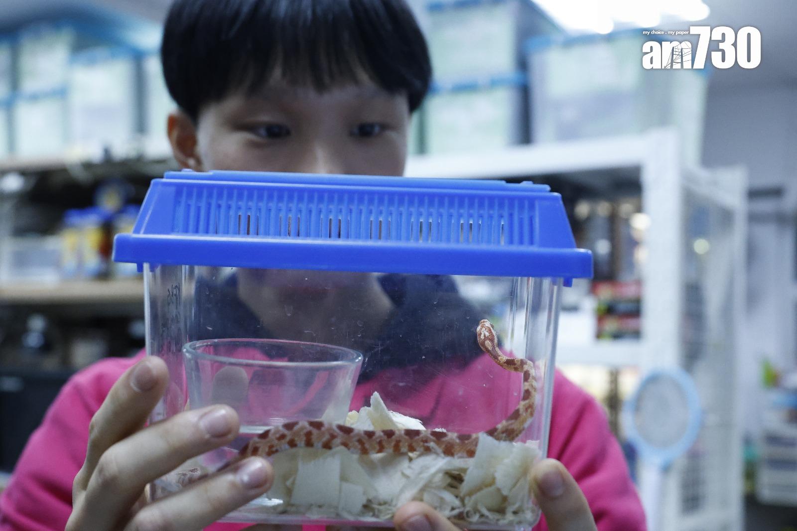 飼養蛇需提供合適大小的飼養缸(林俊源攝)