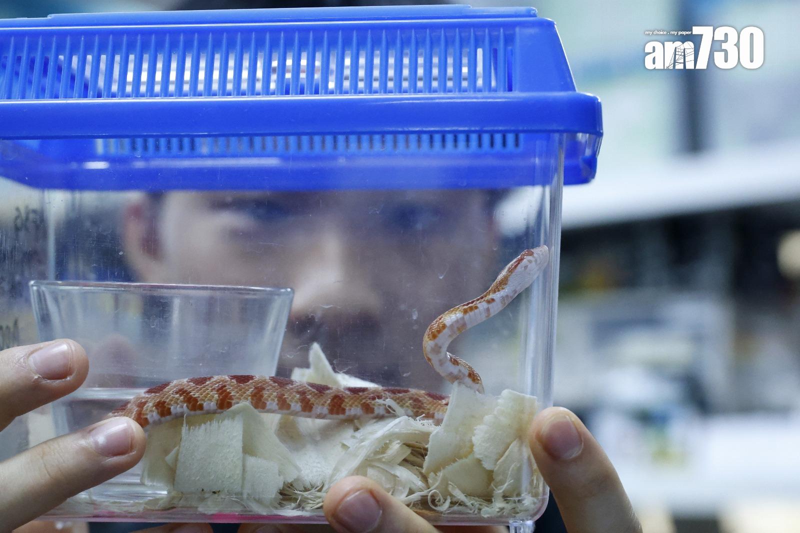 飼養蛇需提供合適大小的飼養缸(林俊源攝)