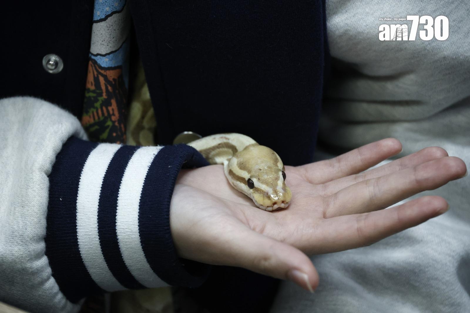 若希望與寵物蛇有較多互動,最好從蛇幼體時慢慢做起(林俊源攝)