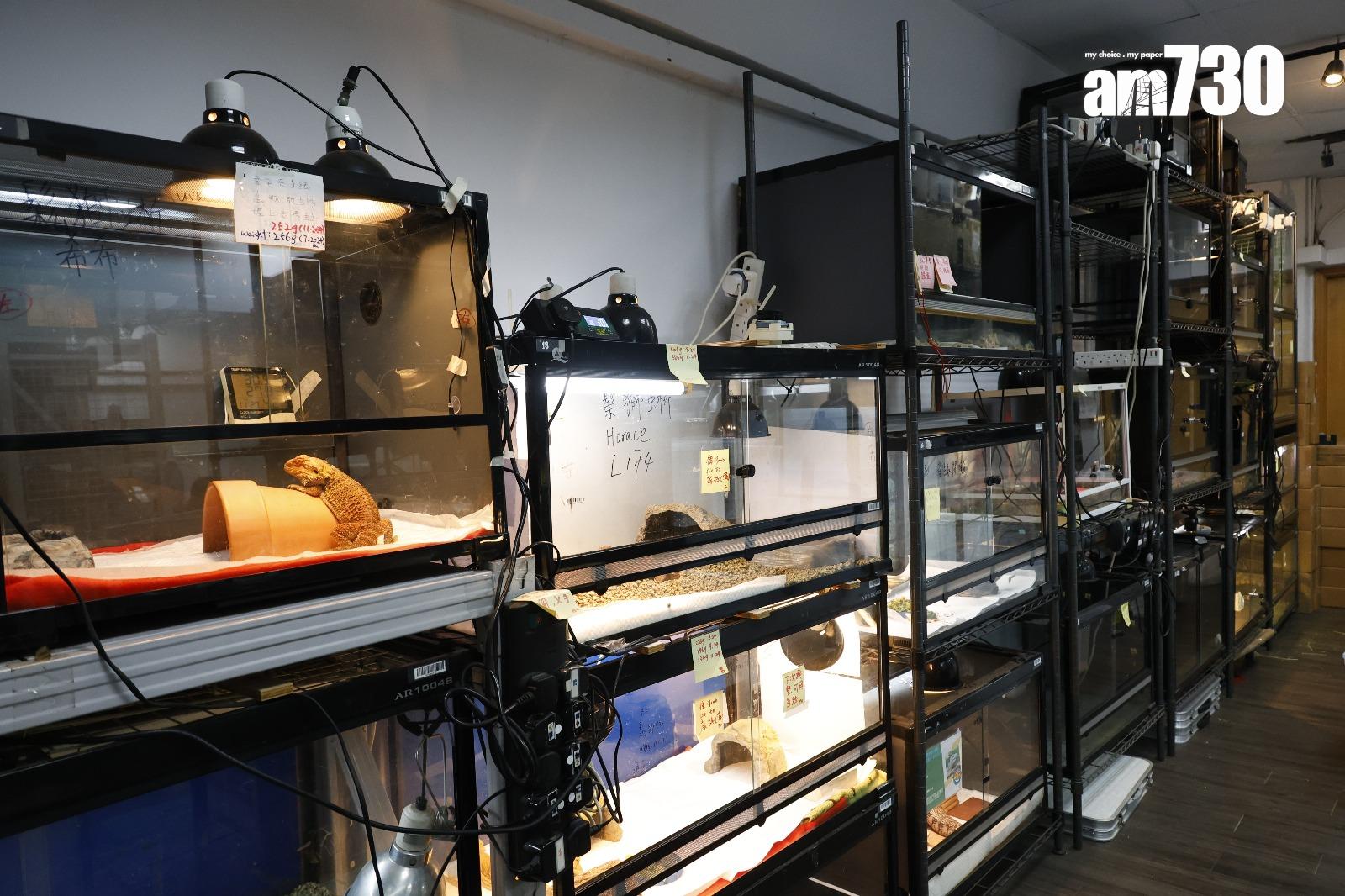 中心會向領養蛇的飼主提供知識和支援,亦會幫助檢查家中設施是否合適(林俊源攝)