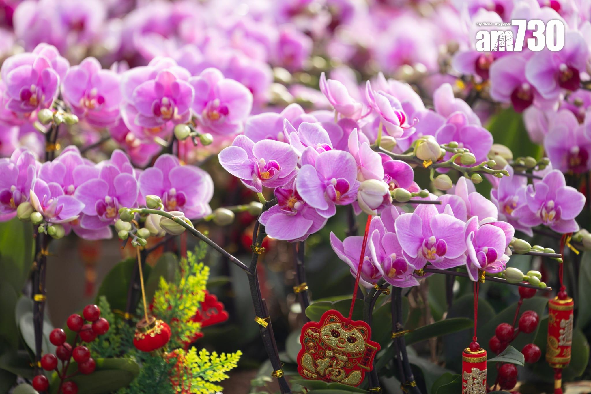 維園年維園年宵開鑼 花攤推《chiikawa》造型年花吸客 學團籌款助柬埔寨非洲學童 (蘇文傑攝)