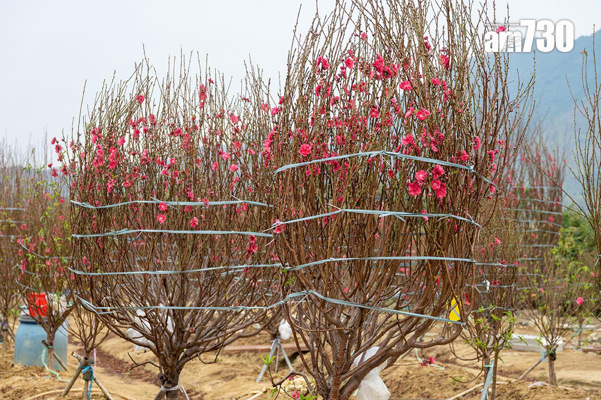 今年「回收環保站」會繼續接收已清除裝飾的桃花。(資料圖片)