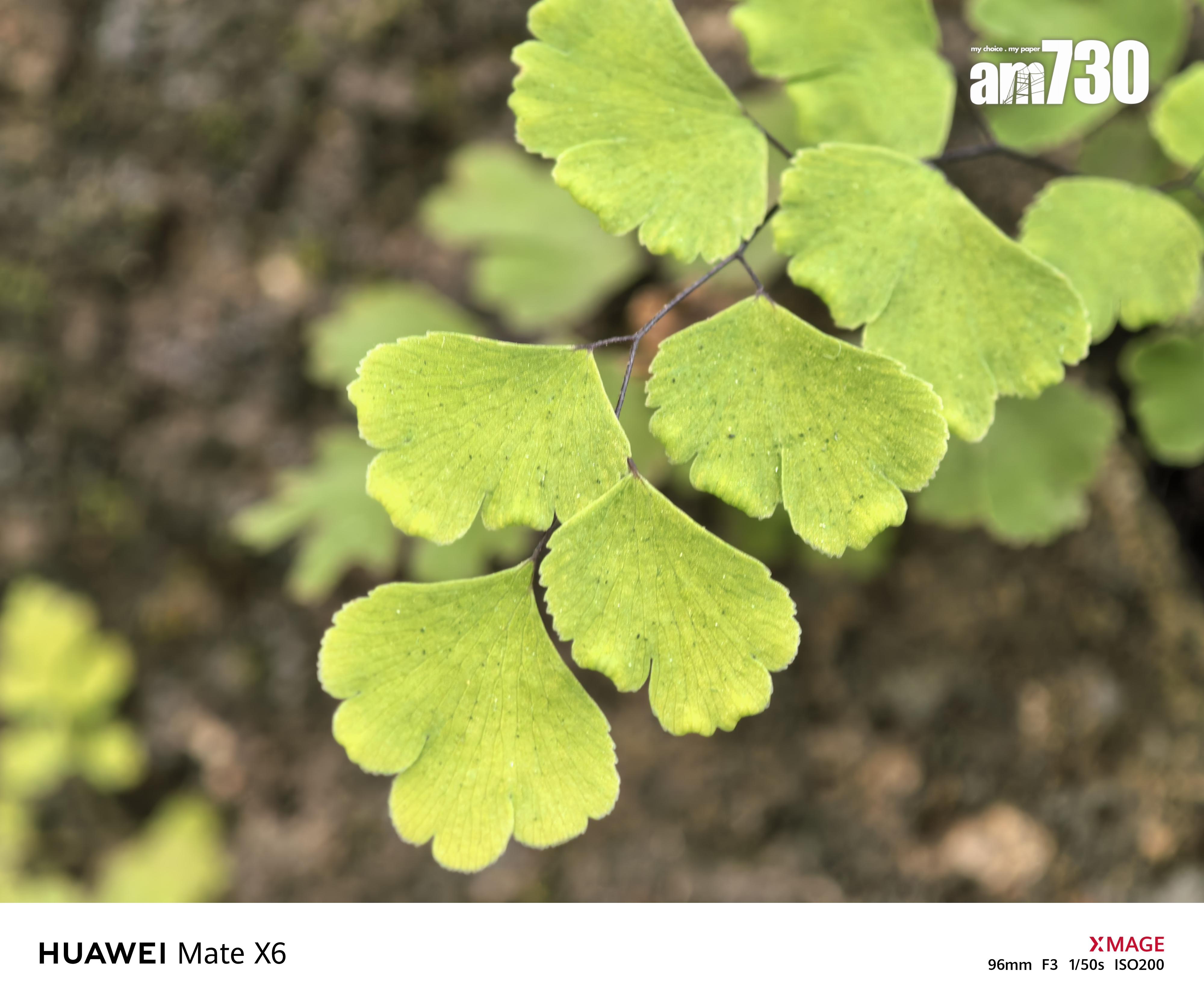 HUAWEI Mate X6試相長焦微距。