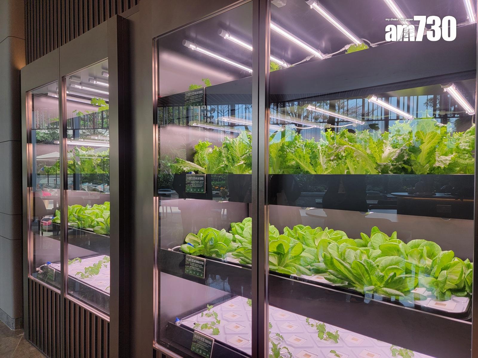 YOHO WEST現樓單位及會所有得睇!景觀開揚 遠眺深圳城市天際線(多圖有片)|天水圍新盤