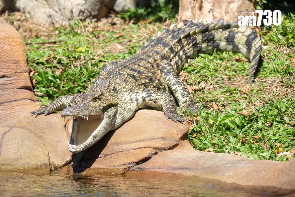海洋公園去年推出全新動物大使鱷魚「百香果」。(資料圖片)