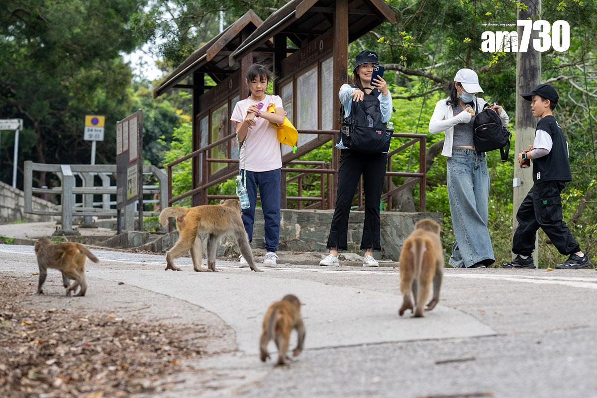 金山郊野公園部分猴子不怕走近人類。(資料圖片)