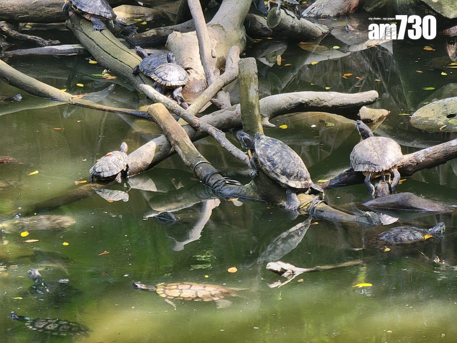 下游魚池。(鍾式明攝)