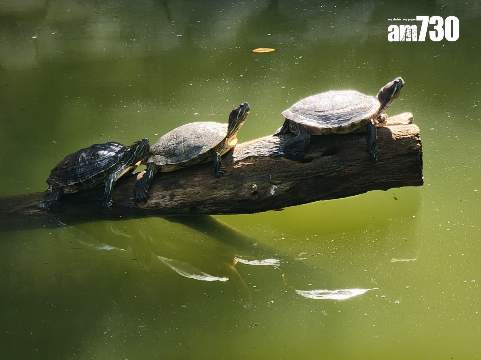 下游魚池。(鍾式明攝)