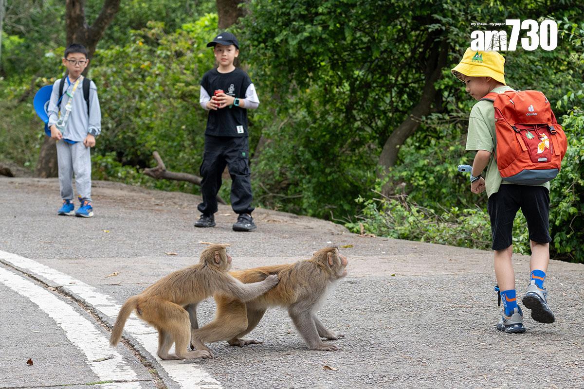 金山郊野公園部分猴子不怕走近人類。(資料圖片)