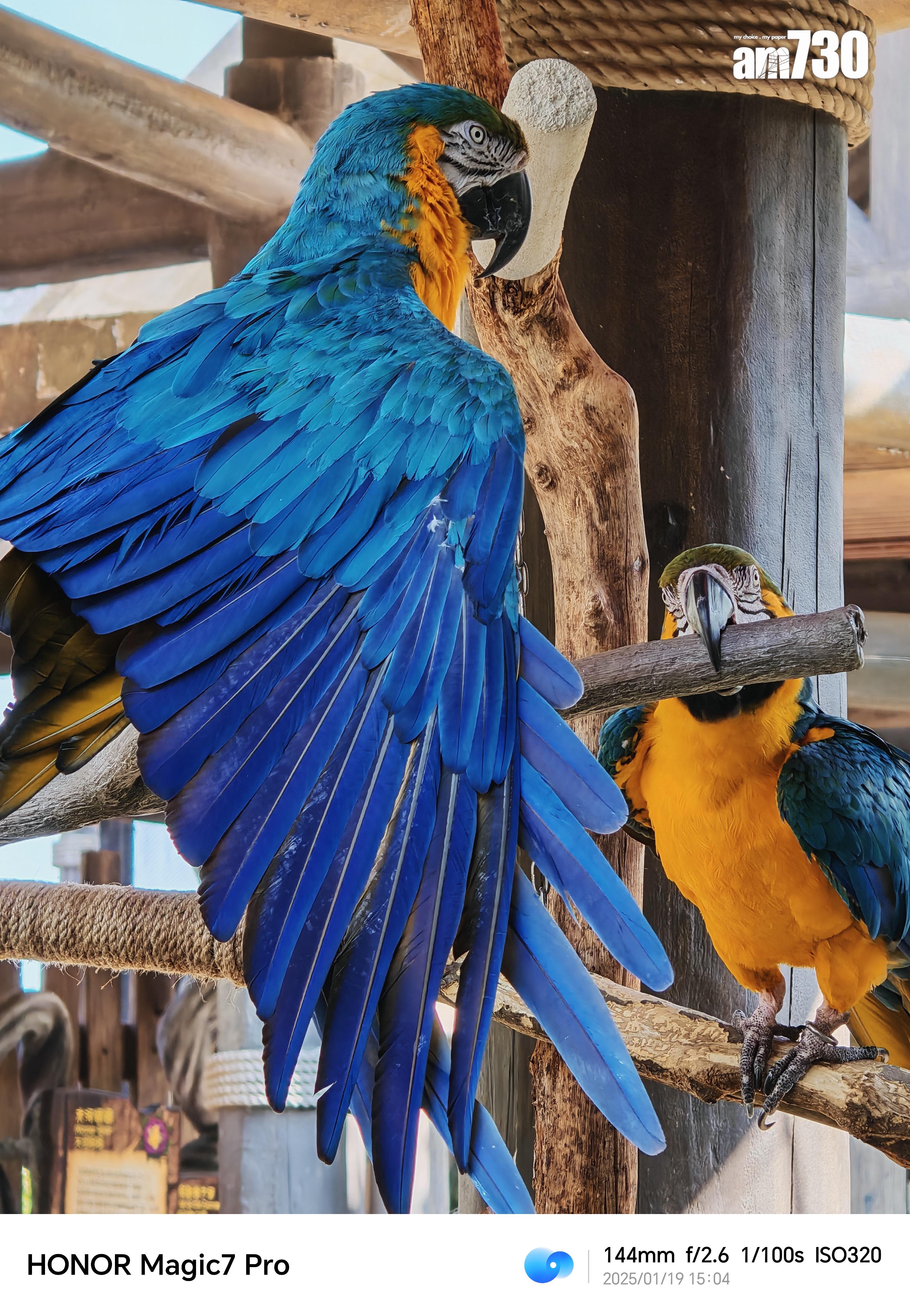 HONOR Magic7 Pro影雀羽毛層次及質感十足。