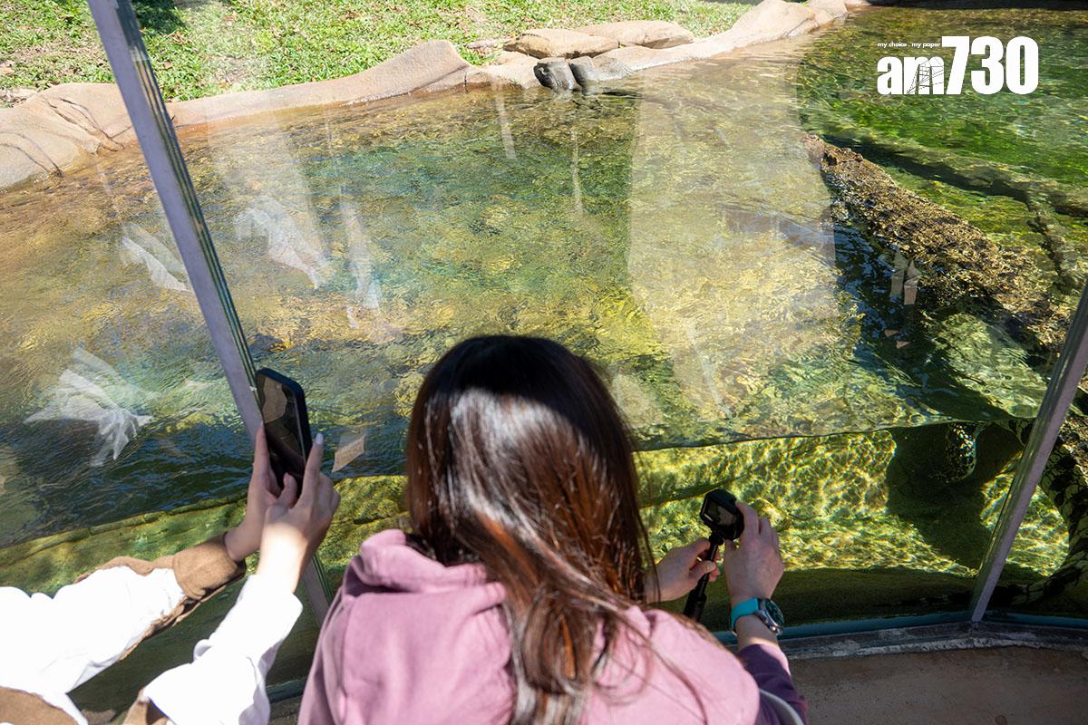 海洋公園去年推出全新動物大使鱷魚「百香果」。(資料圖片)
