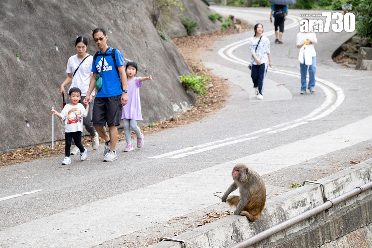 金山郊野公園部分猴子不怕走近人類。(資料圖片)