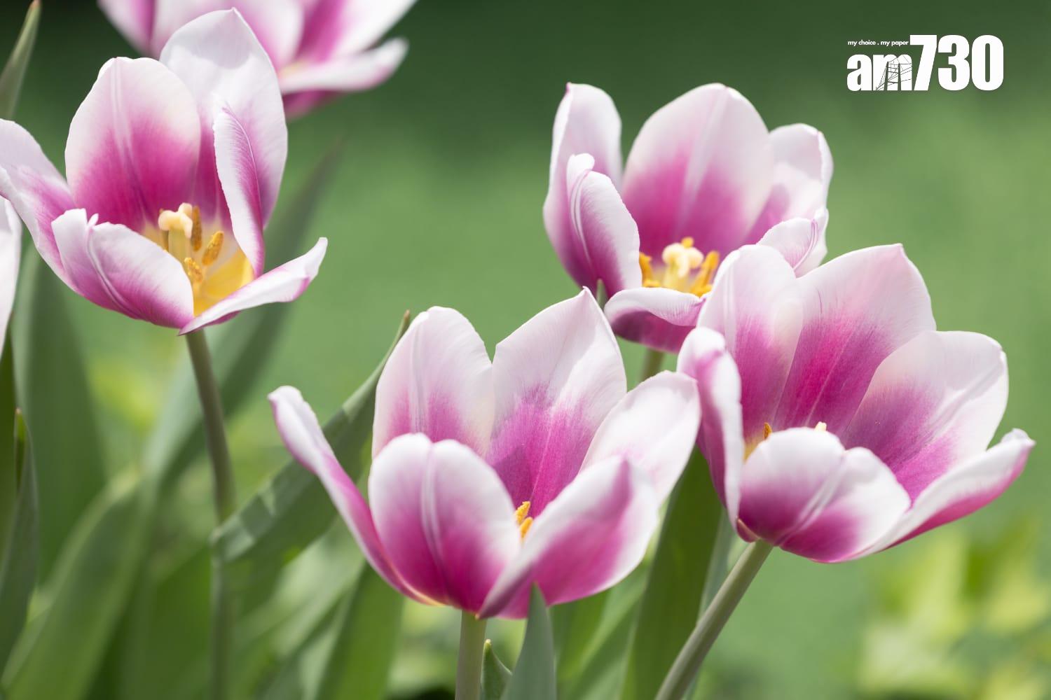 香港花卉展覽2025(蘇文傑攝)