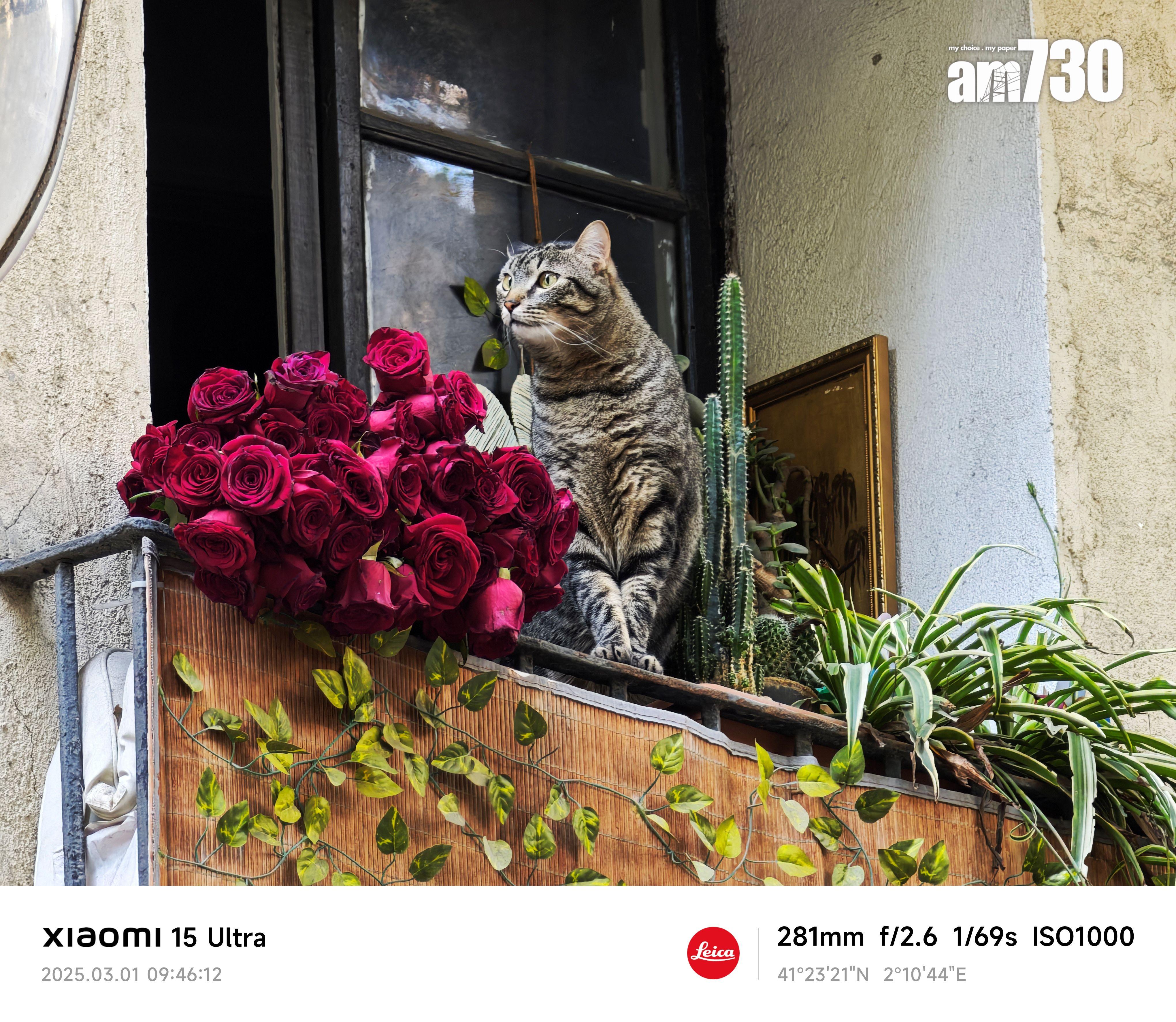 Xiaomi 15 Ultra街拍可快速啟動拍攝街上動物及景像。