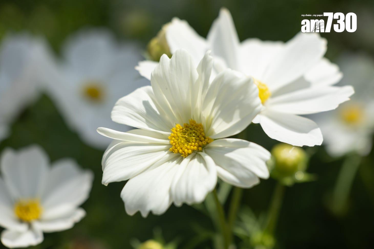 香港花卉展覽2025(蘇文傑攝)