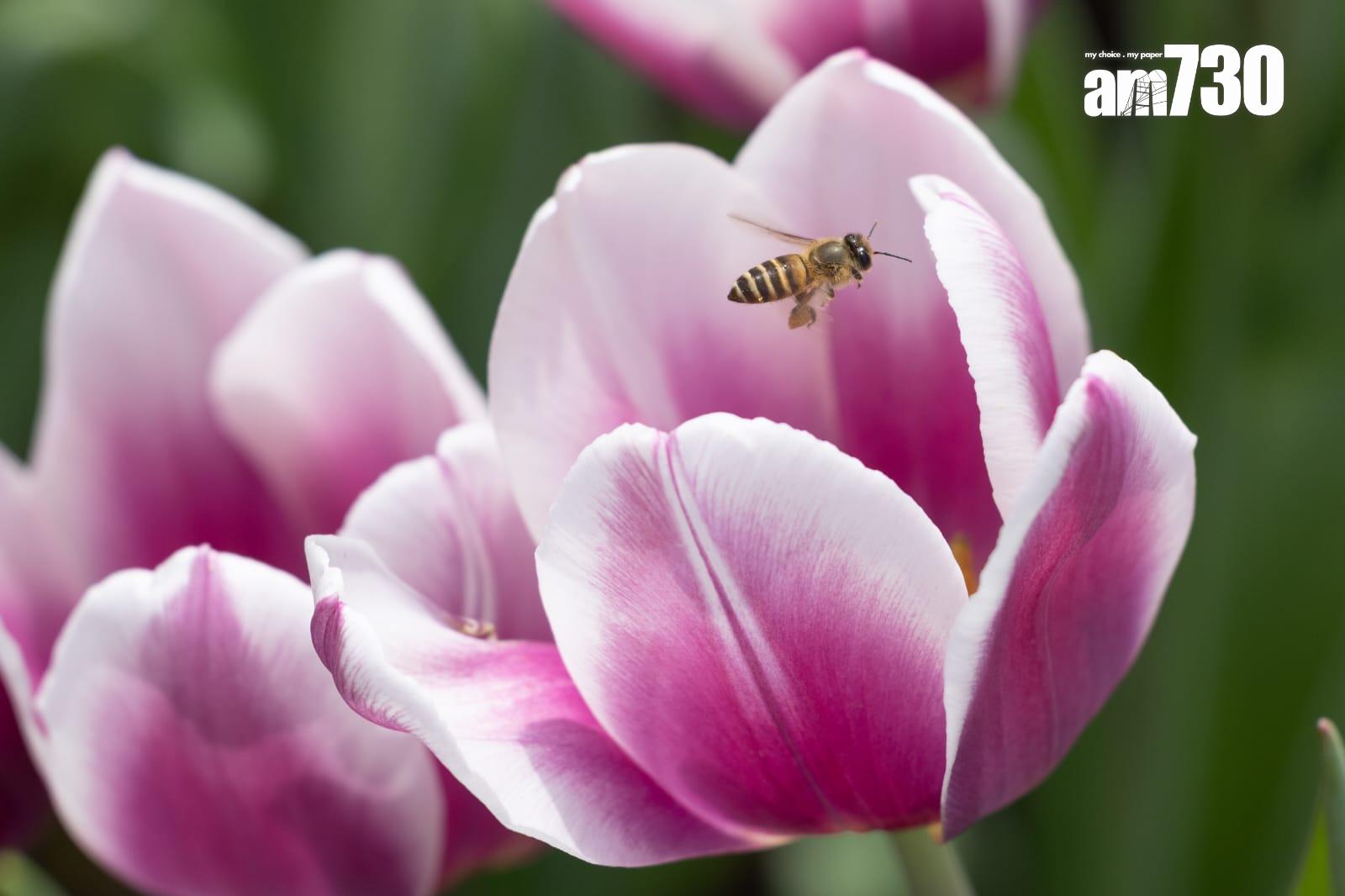 香港花卉展覽2025(蘇文傑攝)