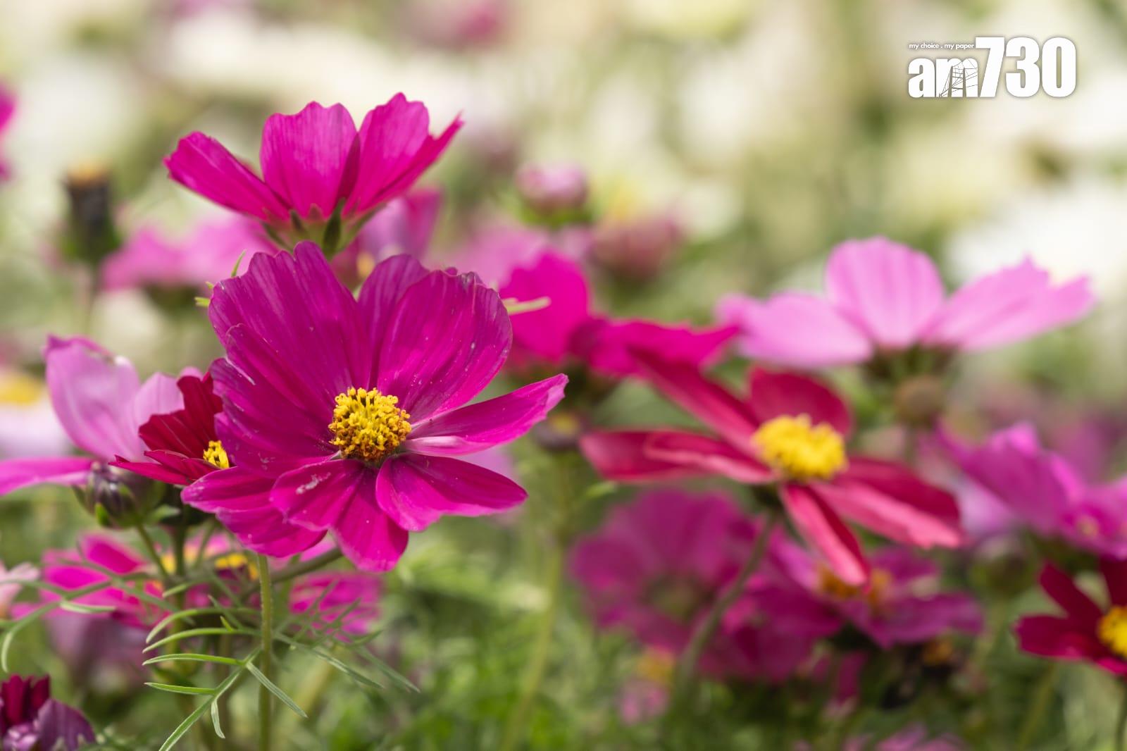 香港花卉展覽2025(蘇文傑攝)