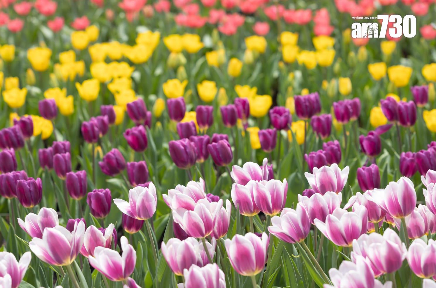 香港花卉展覽2025。(蘇文傑攝)