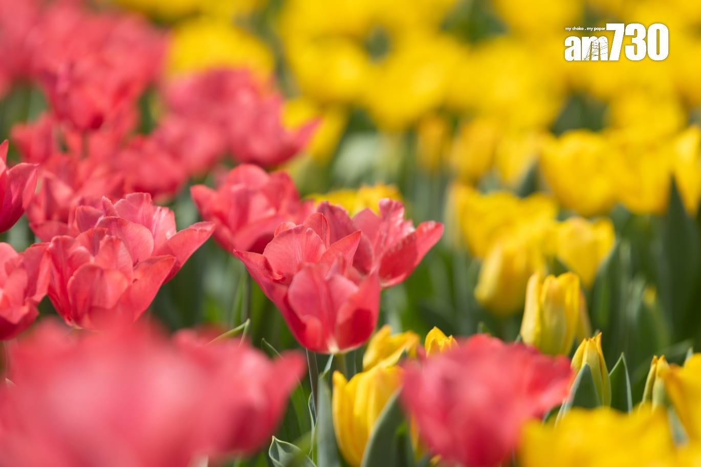 香港花卉展覽2025。(蘇文傑攝)