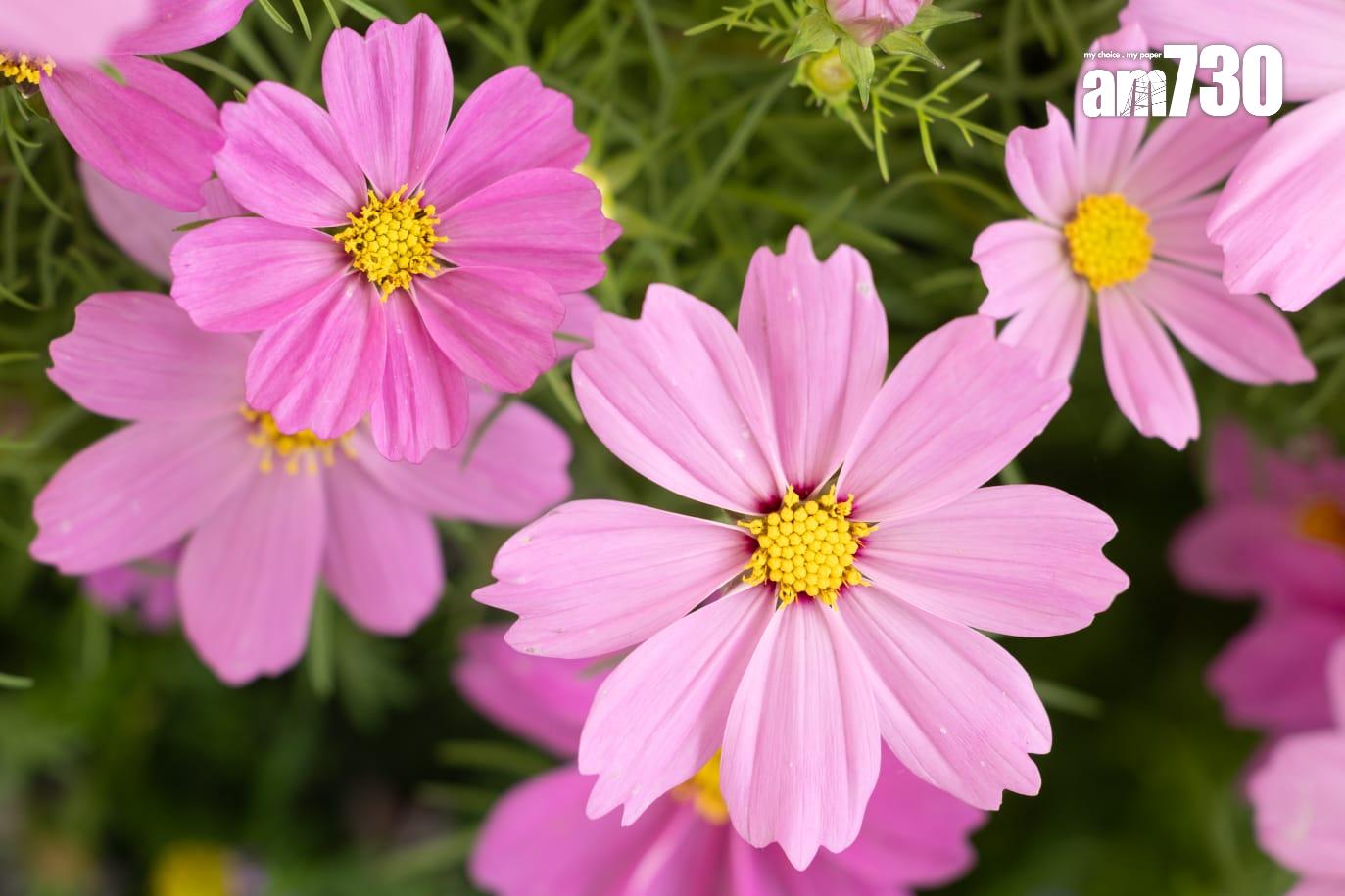香港花卉展覽2025。(蘇文傑攝)